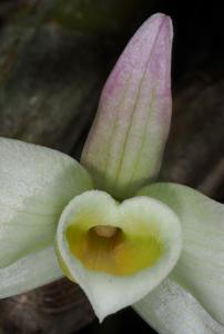 Dendrobium signatum