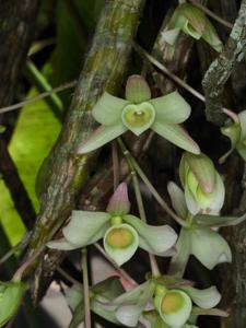 Dendrobium signatum