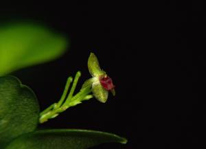 Platystele argentosa