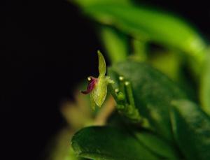 Platystele argentosa
