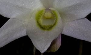 Dendrobium moniliforme