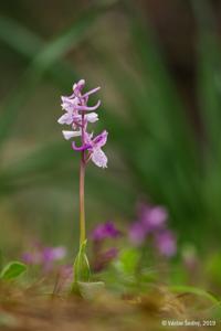 Orchis anatolica