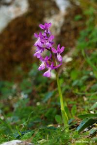 Orchis anatolica