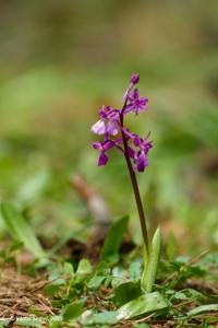 Orchis anatolica