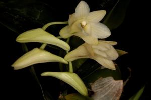 Dendrobium platycaulon