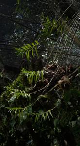 Poaephyllum pauciflorum