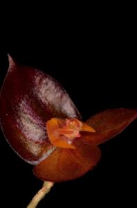 Lepanthes nephridia