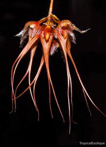 Bulbophyllum sanguineopunctatum