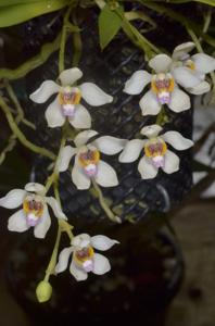 Sarcochilus falcatus