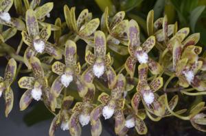 Cymbidium canaliculatum