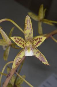 Cymbidium canaliculatum