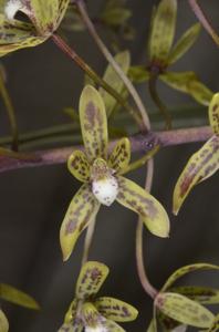 Cymbidium canaliculatum