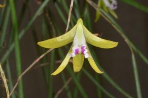 Dendrobium mortii