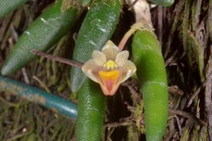 Dendrobium lichenastrum