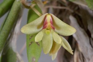 Dendrobium rigidum