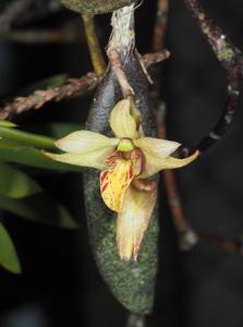 Dendrobium rigidum