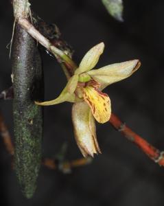 Dendrobium rigidum