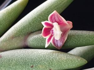 Dendrobium indivisum var. fuscum