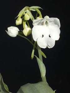 Habenaria carnea