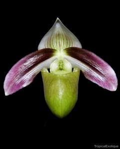 Paphiopedilum violascens