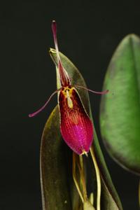 Restrepia ephippium