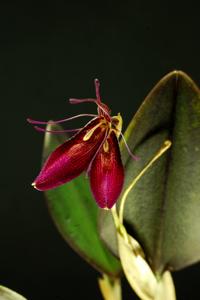 Restrepia ephippium