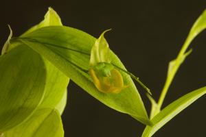 Lepanthes gargoyla