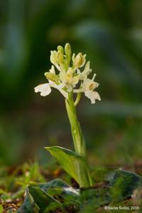 Orchis provincialis