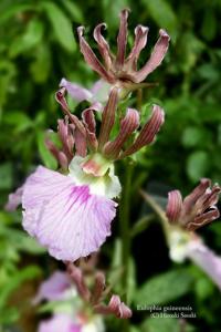 Eulophia guineensis