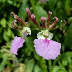 Eulophia guineensis