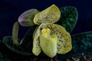 Paphiopedilum concolor