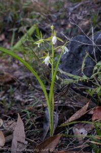 Eulophia herbacea