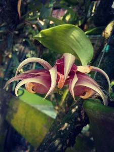 Bulbophyllum reticulatum