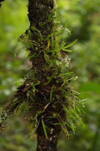 Bulbophyllum candidum