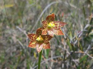 Thelymitra benthamiana