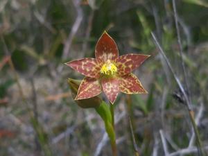 Thelymitra benthamiana