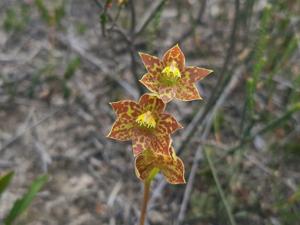 Thelymitra benthamiana