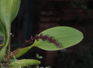 Bulbophyllum trigonobulbum