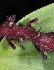 Bulbophyllum trigonobulbum
