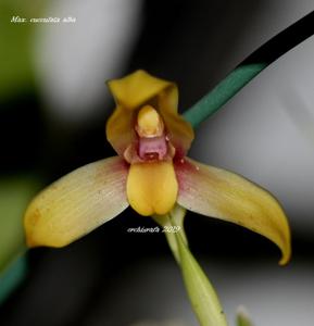 Maxillaria cucullata