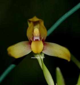 Maxillaria cucullata