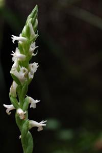 Spiranthes ovalis var. ovalis