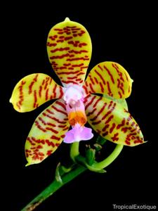 Phalaenopsis fasciata