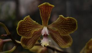 Encyclia fowliei