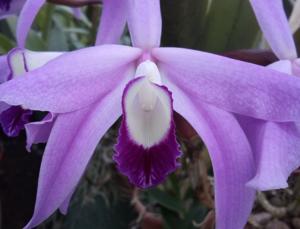 Cattleya perrinii