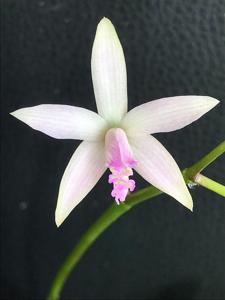 Cattleya caulescens