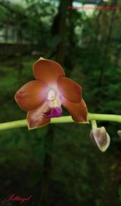 Phalaenopsis marriottiana