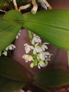 Tuberolabium kotoense