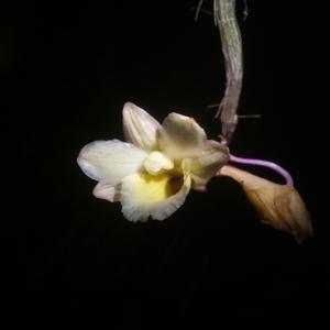 Dendrobium lampongense