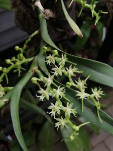 Tridactyle bicaudata